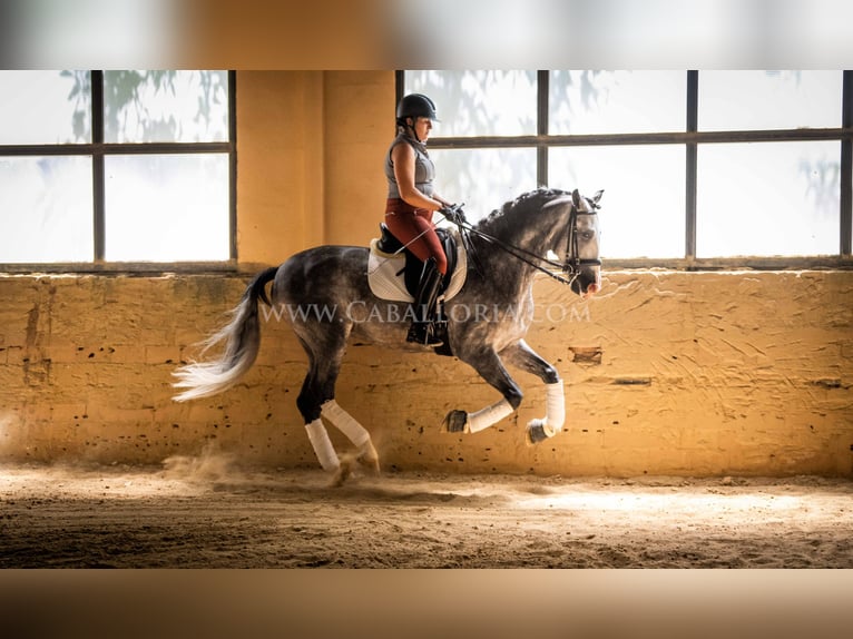 PRE Étalon 5 Ans 165 cm Gris pommelé in Rafelguaraf