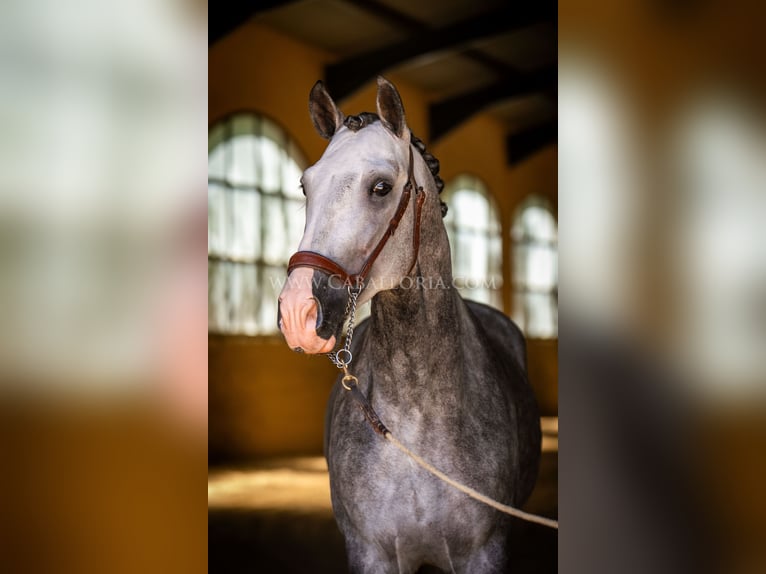 PRE Étalon 5 Ans 165 cm Gris pommelé in Rafelguaraf