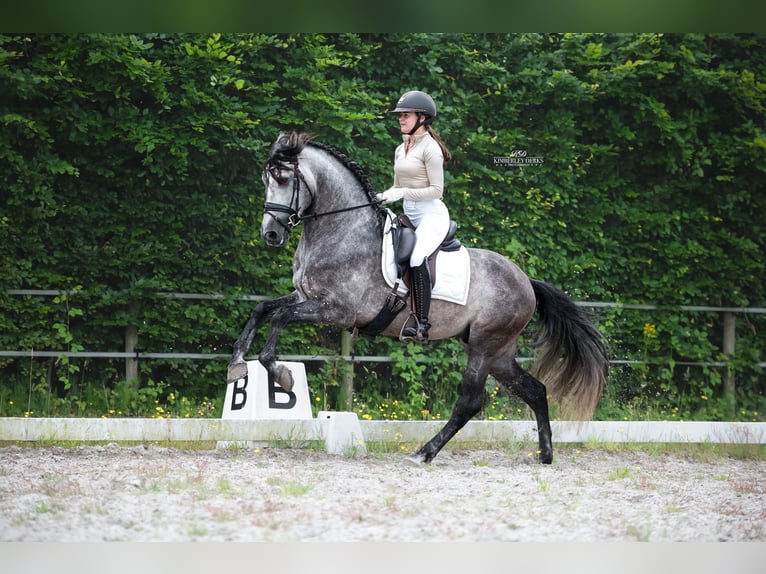 PRE Étalon 5 Ans 165 cm Gris pommelé in Heuvelland