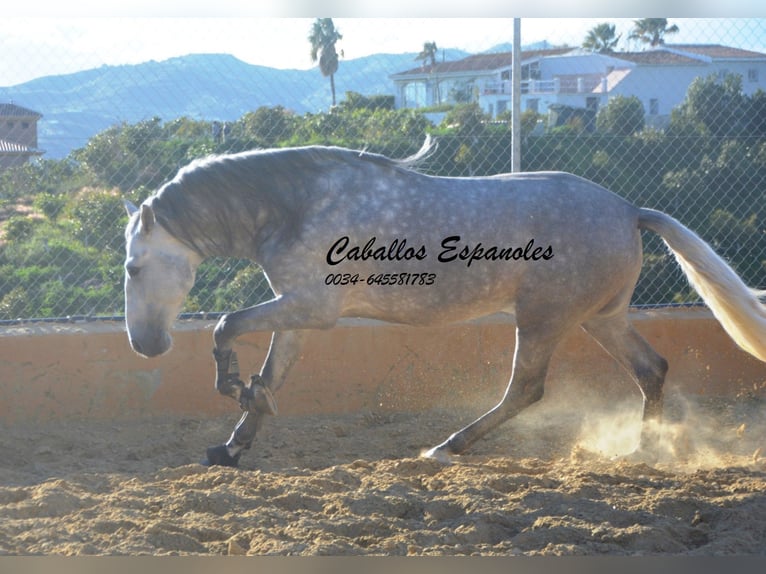 PRE Croisé Étalon 5 Ans 165 cm Gris pommelé in Vejer de la Frontera