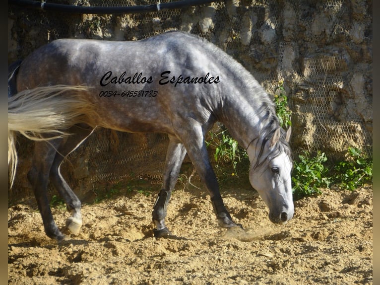 PRE Croisé Étalon 5 Ans 165 cm Gris pommelé in Vejer de la Frontera