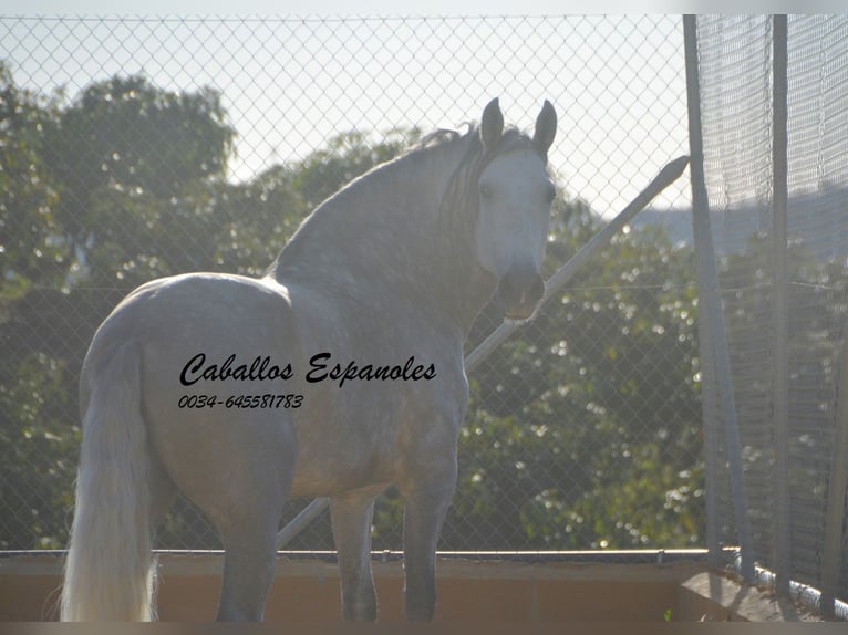 PRE Croisé Étalon 5 Ans 165 cm Gris pommelé in Vejer de la Frontera