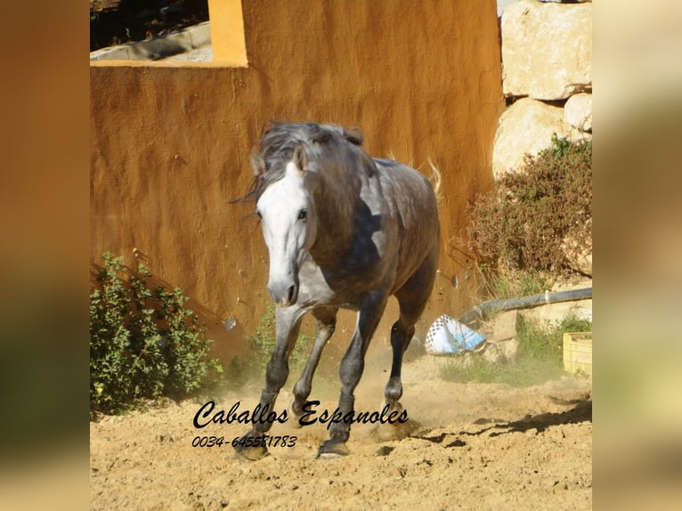 PRE Croisé Étalon 5 Ans 165 cm Gris pommelé in Vejer de la Frontera