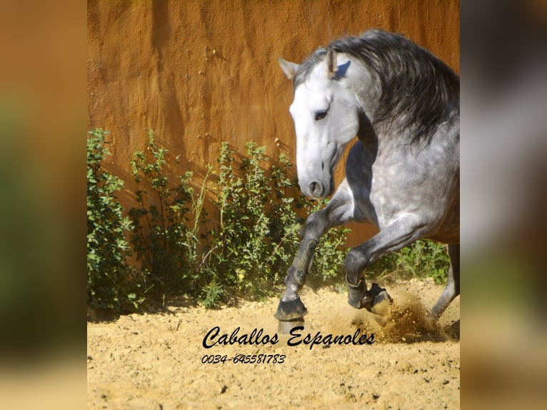 PRE Croisé Étalon 5 Ans 165 cm Gris pommelé in Vejer de la Frontera