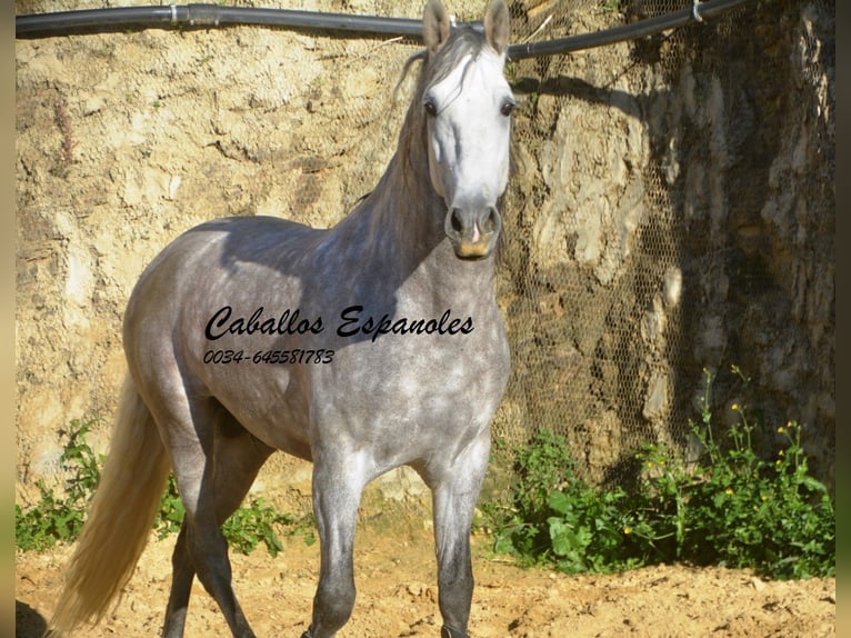 PRE Croisé Étalon 5 Ans 165 cm Gris pommelé in Vejer de la Frontera