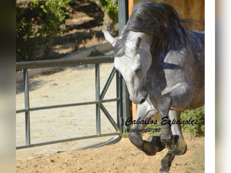 PRE Croisé Étalon 5 Ans 165 cm Gris pommelé in Vejer de la Frontera