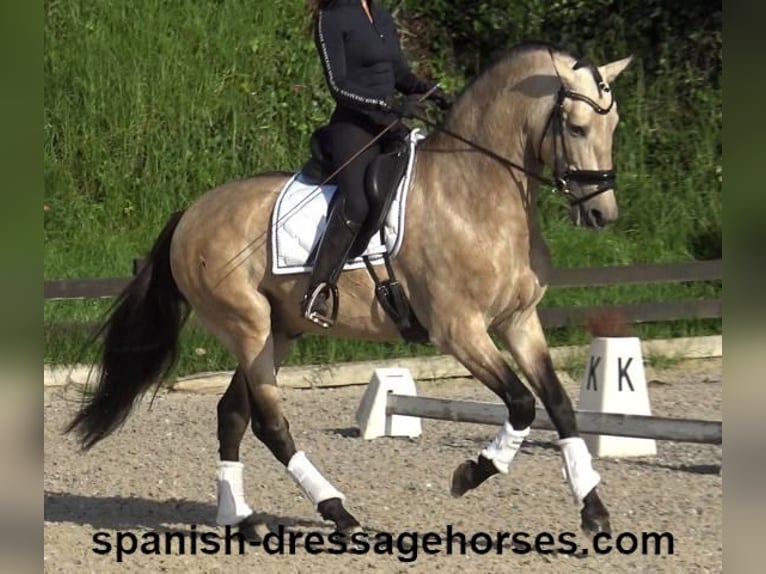 PRE Croisé Étalon 5 Ans 165 cm Isabelle in Barcelona