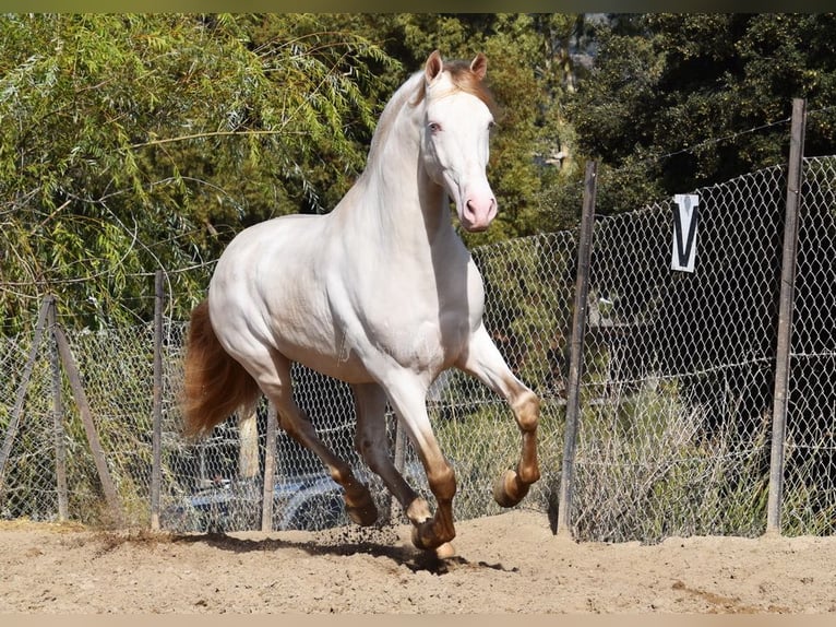 PRE Étalon 5 Ans 165 cm Perle in Provinz Malaga