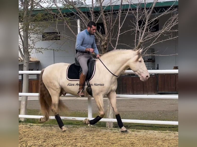 PRE Croisé Étalon 5 Ans 165 cm Perlino in Sevilla