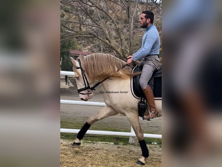 PRE Croisé Étalon 5 Ans 165 cm Perlino in Sevilla