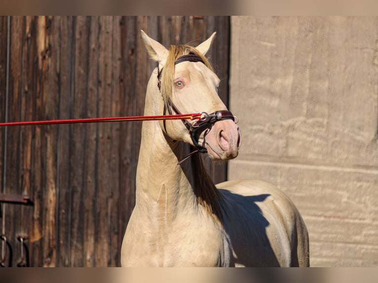 PRE Étalon 5 Ans 165 cm Perlino in Kubschütz