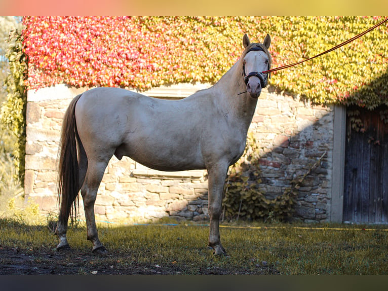 PRE Étalon 5 Ans 165 cm Perlino in Kubschütz