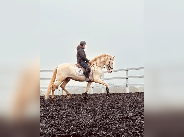 PRE Étalon 5 Ans 165 cm Perlino in Sigmarszell
