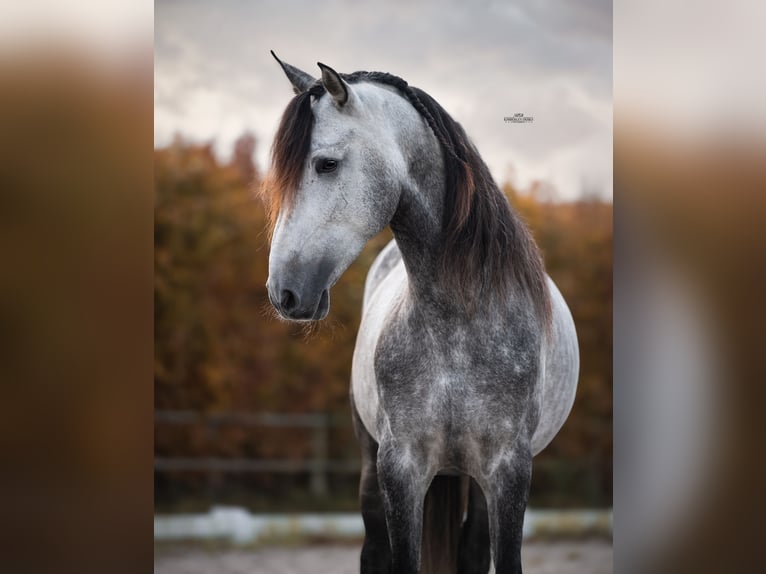 PRE Croisé Étalon 5 Ans 165 cm Rouan bleu in Heemskerk