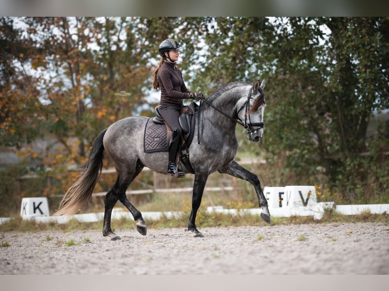 PRE Croisé Étalon 5 Ans 165 cm Rouan bleu in Heemskerk