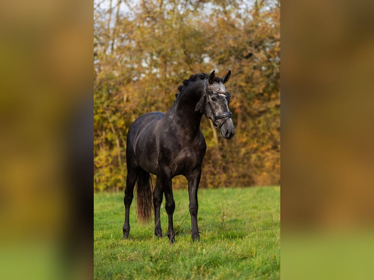 PRE Étalon 5 Ans 165 cm Rouan bleu in Krimpen aan den IJssel