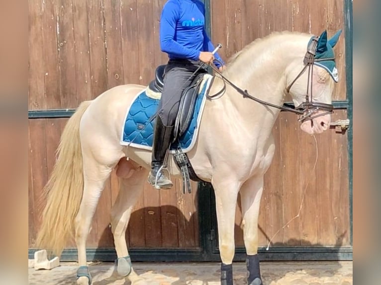 PRE Étalon 5 Ans 166 cm Alezan in Yunquera De Henares