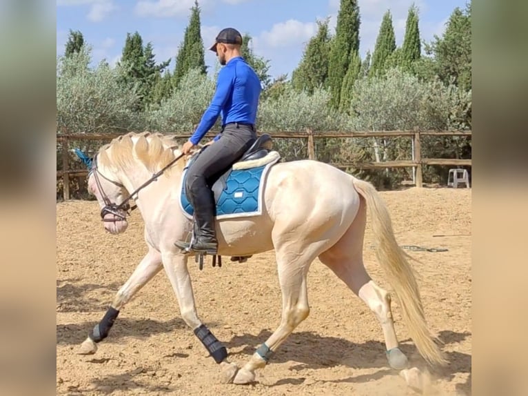 PRE Étalon 5 Ans 166 cm Alezan in Yunquera De Henares