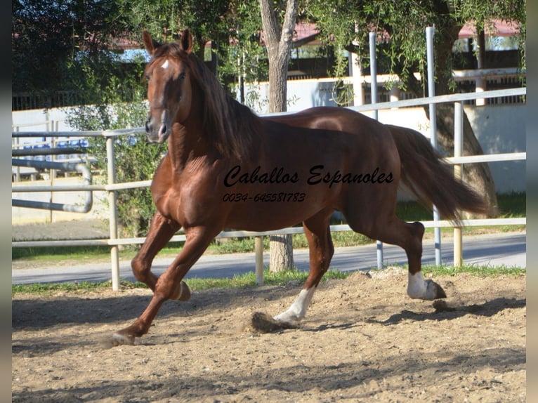 PRE Étalon 5 Ans 166 cm Alezan in Vejer de la Frontera