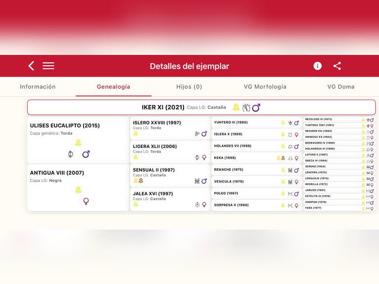 PRE Croisé Étalon 5 Ans 166 cm Bai brun in Galaroza (Huelva)