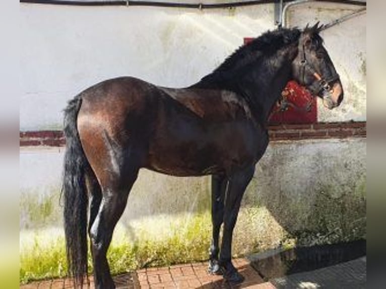 PRE Croisé Étalon 5 Ans 166 cm Bai cerise in MADRID