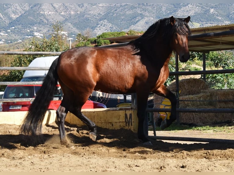 PRE Étalon 5 Ans 166 cm Bai in Miralvalles