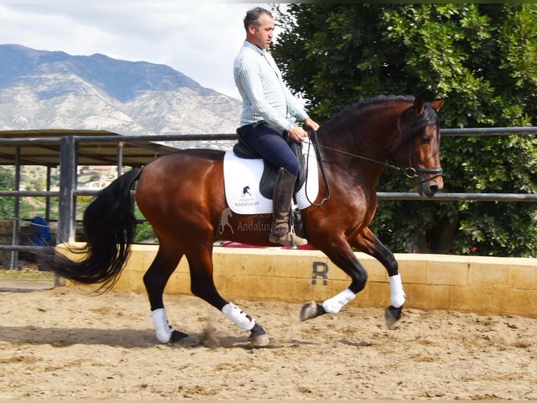 PRE Étalon 5 Ans 166 cm Bai in Miralvalles