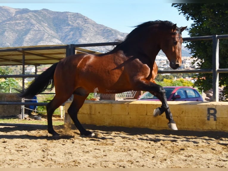 PRE Étalon 5 Ans 166 cm Bai in Provinz Malaga