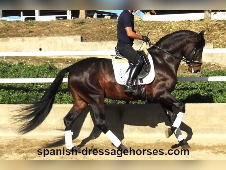 PRE Croisé Étalon 5 Ans 166 cm Bai in Barcelona