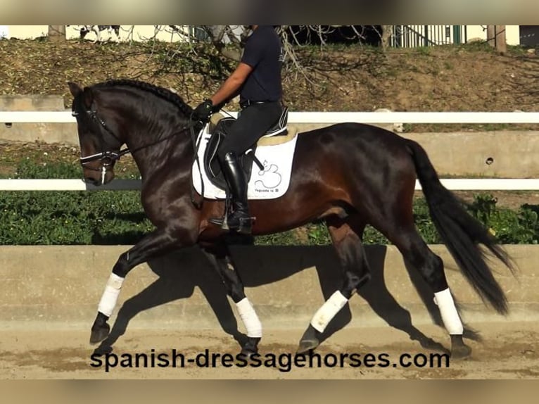 PRE Croisé Étalon 5 Ans 166 cm Bai in Barcelona