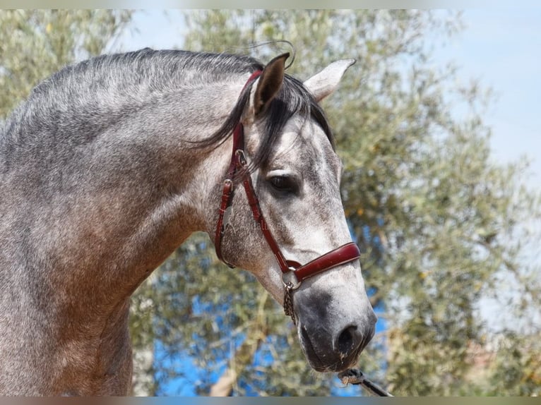 PRE Étalon 5 Ans 166 cm in Provinz Granada