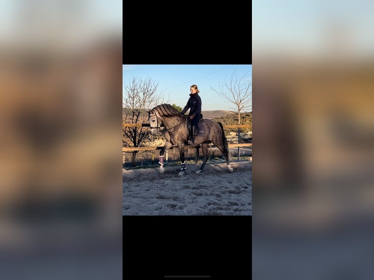 PRE Croisé Étalon 5 Ans 166 cm Gris in Peralta/Azkoien