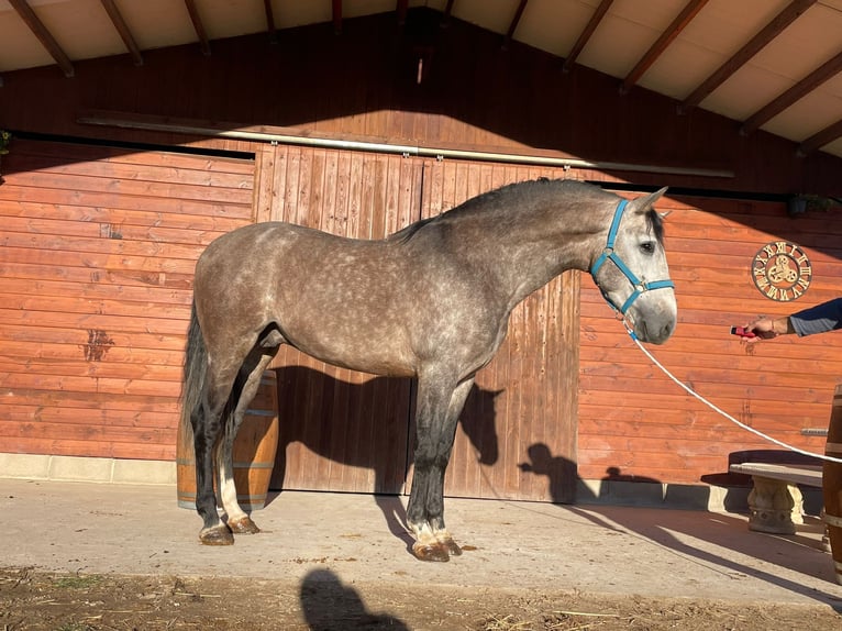 PRE Croisé Étalon 5 Ans 166 cm Gris in Peralta/Azkoien