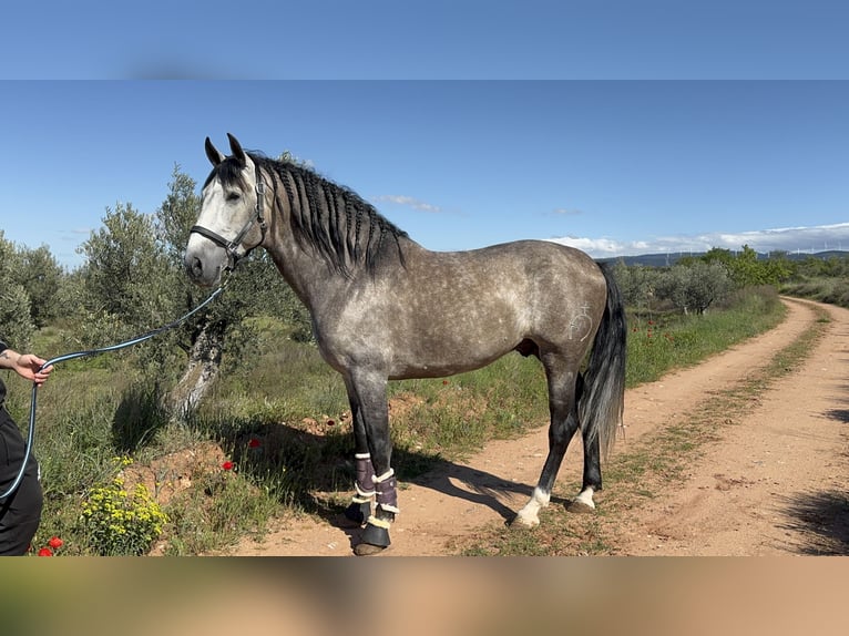PRE Croisé Étalon 5 Ans 166 cm Gris in Peralta/Azkoien