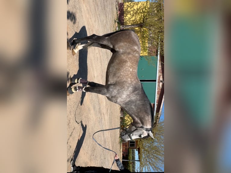 PRE Croisé Étalon 5 Ans 166 cm Gris in Peralta/Azkoien