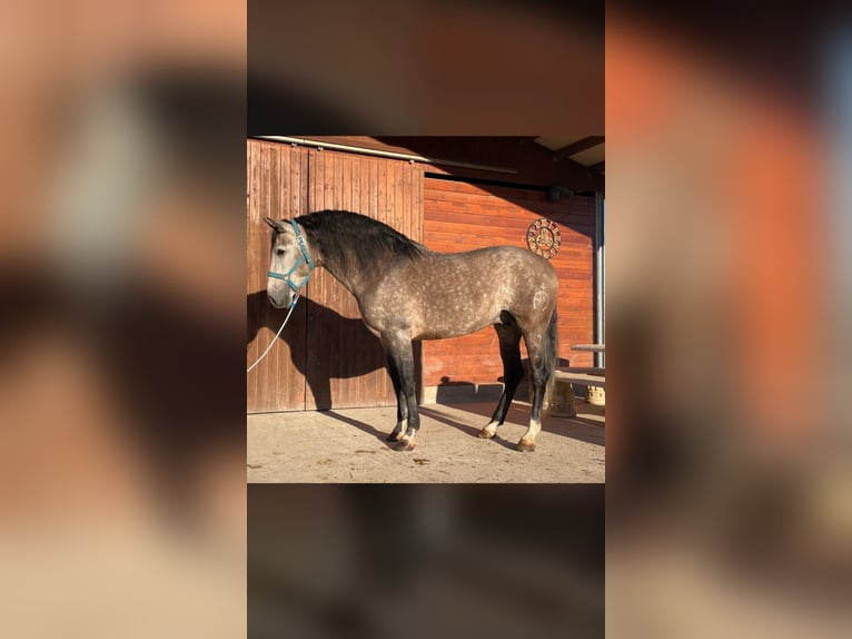 PRE Croisé Étalon 5 Ans 166 cm Gris in Peralta/Azkoien