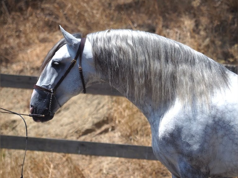 PRE Croisé Étalon 5 Ans 166 cm Gris in NAVAS DEL MADRONO