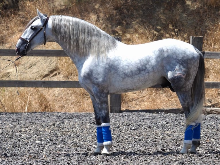 PRE Croisé Étalon 5 Ans 166 cm Gris in NAVAS DEL MADRONO