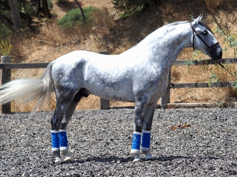 PRE Croisé Étalon 5 Ans 166 cm Gris in NAVAS DEL MADRONO