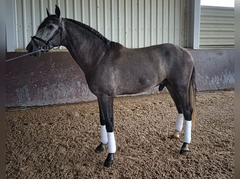 PRE Croisé Étalon 5 Ans 166 cm Gris in Huelva