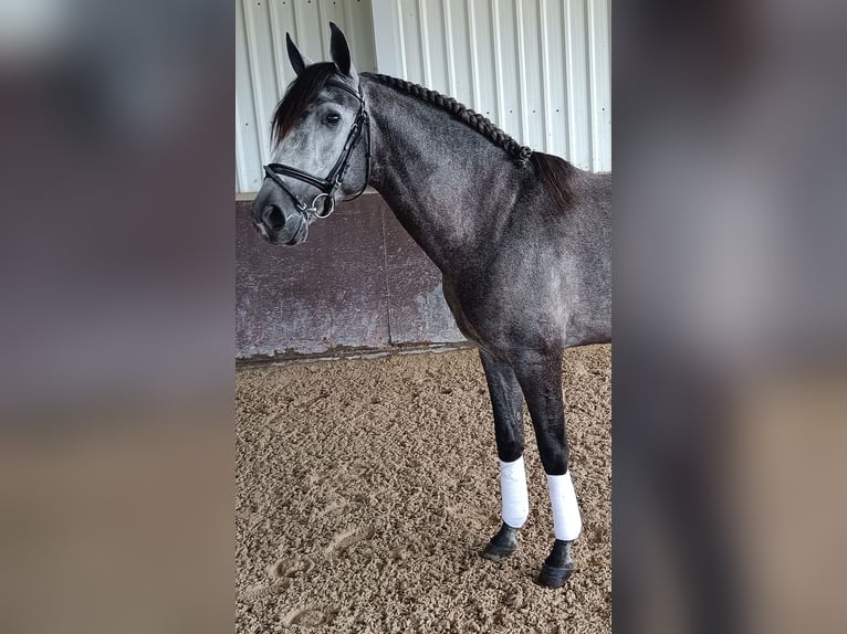 PRE Croisé Étalon 5 Ans 166 cm Gris in Huelva