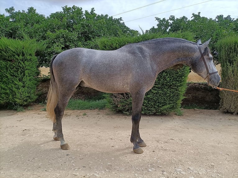 PRE Croisé Étalon 5 Ans 166 cm Gris in Huelva