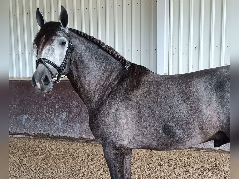 PRE Croisé Étalon 5 Ans 166 cm Gris in Huelva