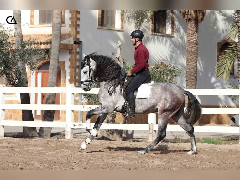 PRE Étalon 5 Ans 166 cm Gris pommelé in Puerto Lumbreras