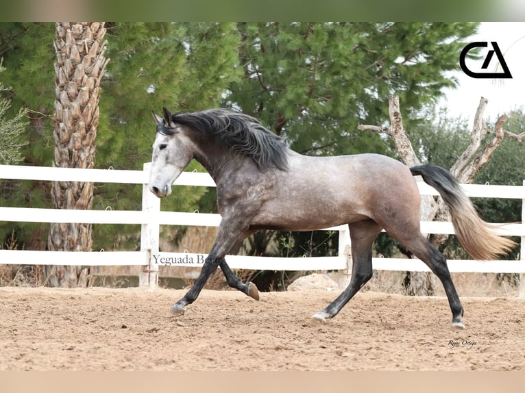 PRE Étalon 5 Ans 166 cm Gris pommelé in Puerto Lumbreras