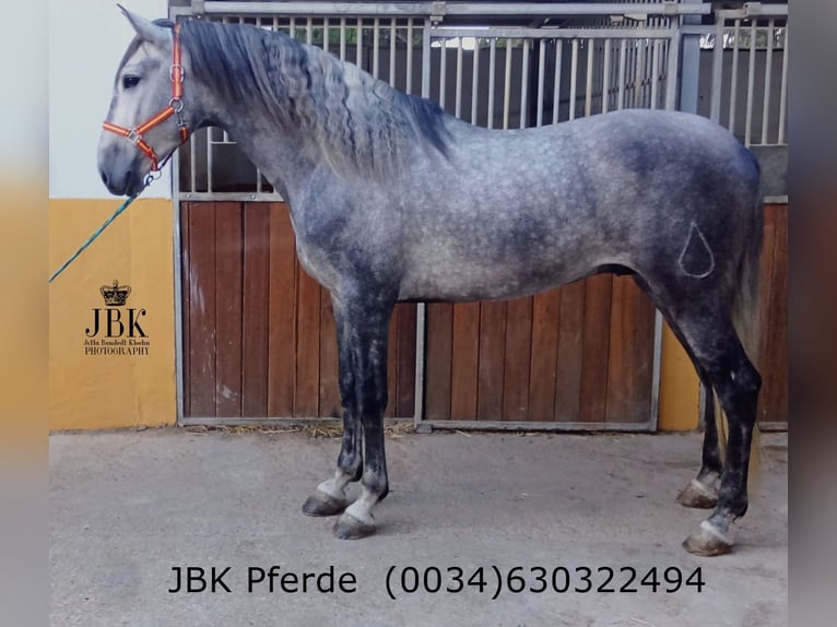 PRE Croisé Étalon 5 Ans 166 cm Gris pommelé in Tabernas Almeria