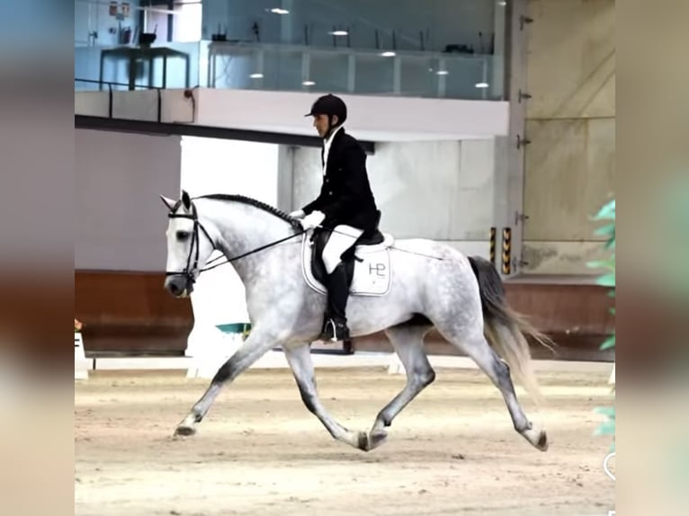 PRE Étalon 5 Ans 166 cm Gris pommelé in Monroy