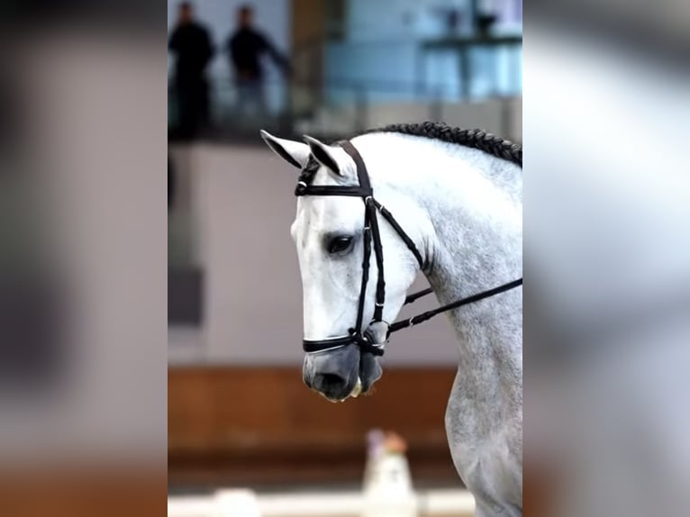 PRE Étalon 5 Ans 166 cm Gris pommelé in Monroy