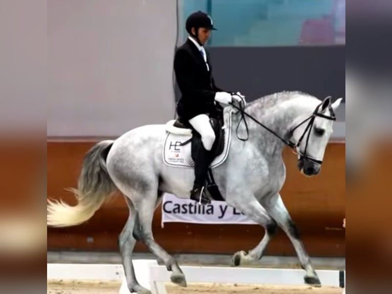 PRE Étalon 5 Ans 166 cm Gris pommelé in Monroy