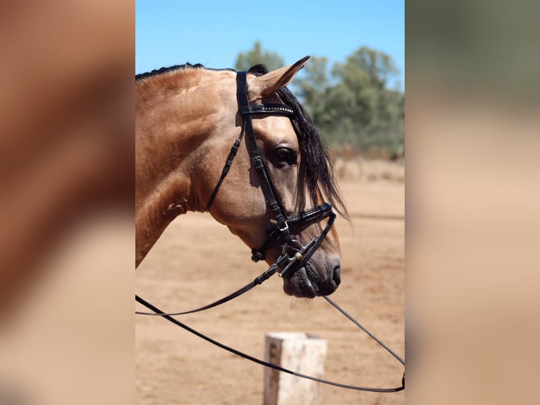 PRE Croisé Étalon 5 Ans 166 cm Isabelle in Merida